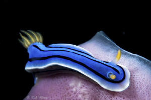 Chromodoris lochi on a sponge.  D300/Inon Strobes/105mm. ... by Richard Witmer 